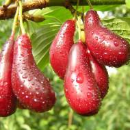 Саженец Кизил  Йолико